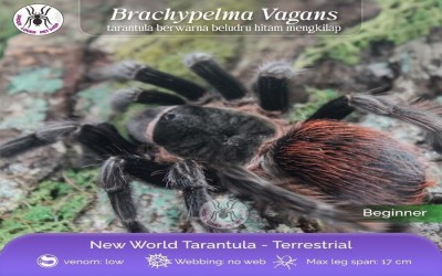 TARANTULA BRACHYPELMA VAGANS / TLILTOCATL VAGANS / MEXICAN RED RUMP - SLING